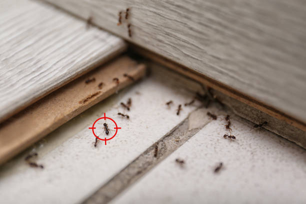 Pest Control for Restaurants in Urbana, IL
