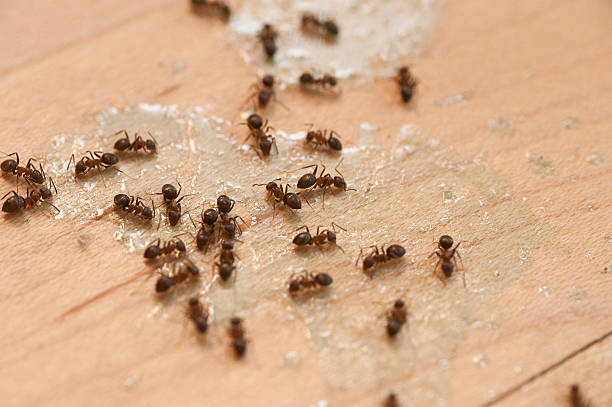 Best Affordable Pest Control Services  in Urbana, IL